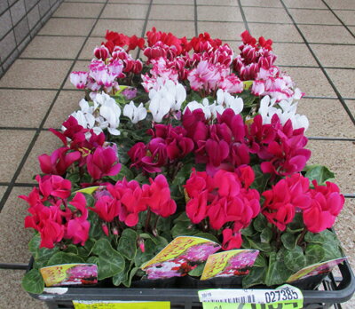 ガーデンシクラメンの苗