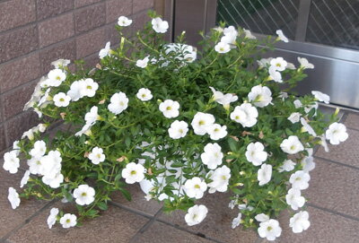 乐天商城 - カリブアコア　ホワイト