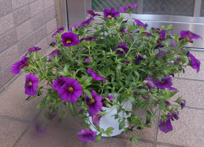 乐天商城 - カリブアコア　パープル