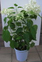 紫陽花 アナベル