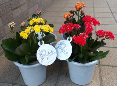 八重咲きカランコエ4鉢セット