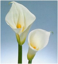 カラー（白）10本の花束 ギフトラッ