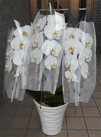 乐天商城 - 白の胡蝶蘭【3本立ち】