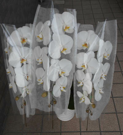 ��θ�ĳ����3��Ω����