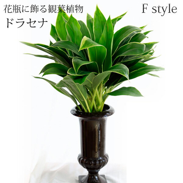 観葉植物 ≪ドラセナ　スノーホワイト≫ インテリア 楽天 スタイリッシュ　配送日指定お手入れ簡単　 おしゃれ 人気　エフスタイル　F style 