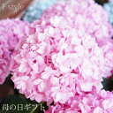 母の日 プレゼント 2025 母の日ギフト ★楽天1位★母の日 花【ボリュームあじさい】花鉢 プレゼント フラワーギフト 花 メッセージカード付き ギフト 生花