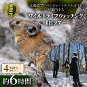 【ふるさと納税】道認定「北海道アドベンチャートラベルガイド」が案内するワイルドライフウォッチング1日ツアー 【4名様分体験チケット】 約6時間 F6S-046