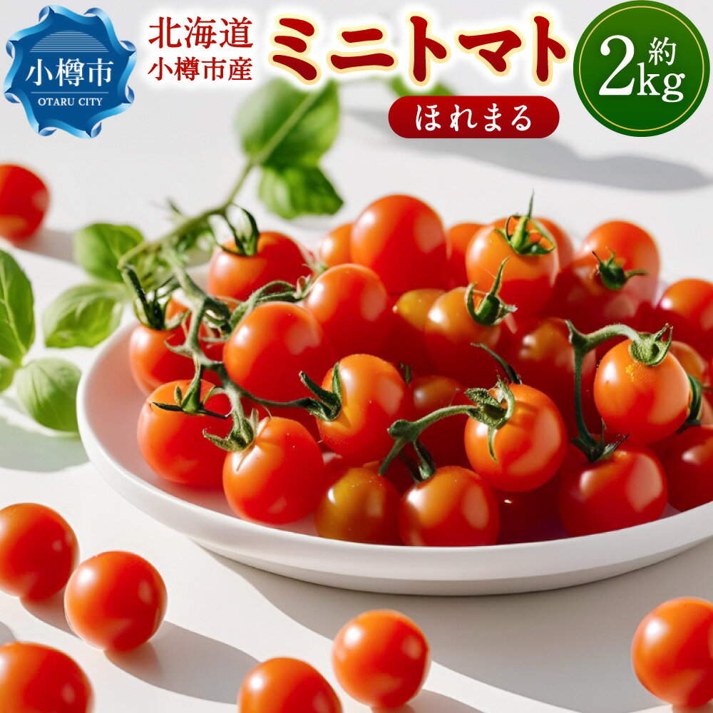 【ふるさと納税】先行予約 北海道 小樽市産 ミニトマト ほれまる 約2kg トマト 糖度 10~11度 濃厚 野菜 夏 産地直送 【2025年7月下旬-9月下旬 発送予定】 送料無料