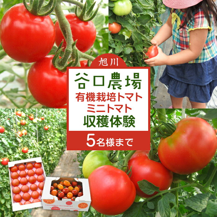 【ふるさと納税】谷口農場：有機栽培トマト・ミニトマト収穫体験（5名まで）