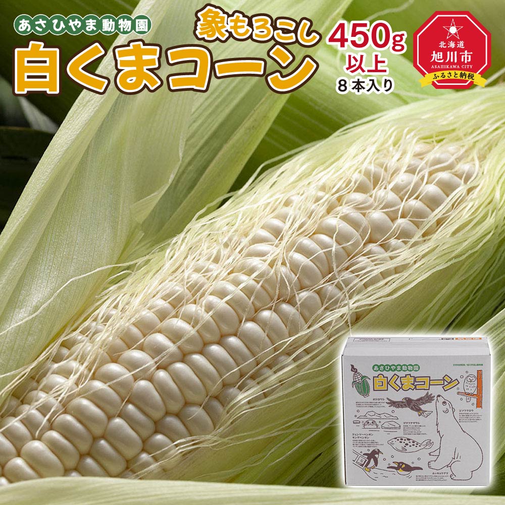 【先行予約】象もろこし（白くまコーン） 大きいサイズのトウモロコシ　450g以上8本入り (2024年8月下旬～発送開始予定)_01413 | 白いとうもろこし おおもの 白いスイートコーン コーン 産地直送 ホワイトレディ ピュアホワイト 旭川市 北海道 送料無料