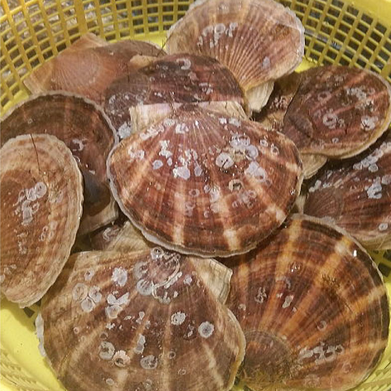 【ふるさと納税】【北海道から直送!!】殻付活ホタテ貝（6.0kg詰）18～30枚入 北海道 釧路 ふるさと納税 ほたて 帆立 バーベキュー アウトドア キャンプ 魚介類 貝 海産物 F4F-7719