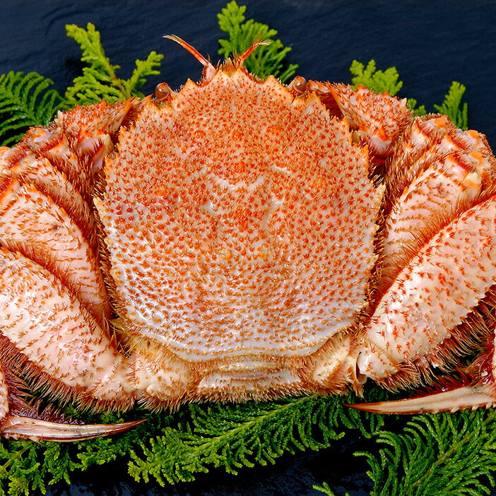 【ふるさと納税】北海道産ボイル毛がに 1尾（800g） 北海道 釧路 ふるさと納税 かに 蟹 魚介類 海産物 F4F-0903のサムネイル