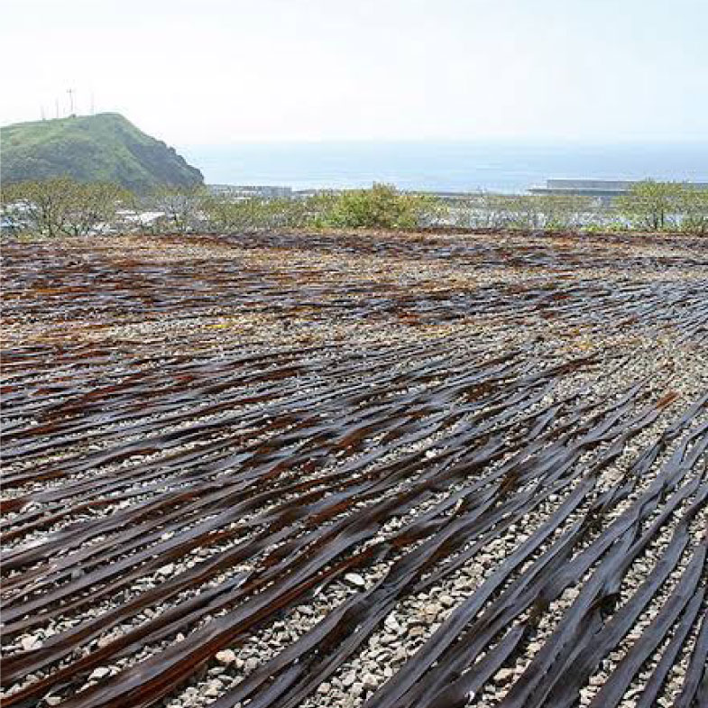 【ふるさと納税】【釧路産】特選一等品 釧路昆布 500g 北海道 釧路 ふるさと納税 なが昆布 佃煮 昆布巻 煮物 昆布 コンブ 海藻 魚介類 海産物 F4F-0298