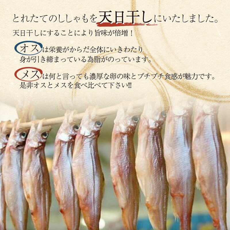 【ふるさと納税】【オスメス食べ比べ】 北海道産・ししゃもセット （オス・メス 各10尾） 北海道 釧路 ふるさと納税 ししゃも 魚 海鮮 魚介類 魚介 食べ比べ オス 雄 メス 雌 海産物 海の幸 F4F-3597