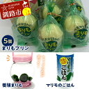 【ふるさと納税】阿寒湖銘菓まりもプリン5個入と養殖まりもセット(グリーン) 北海道 釧路 ふるさと納税 養殖まりも 飼育 プリン カスタード スイーツ 菓子 F4F-1864