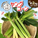 先行予約直送 ヤングコーン箱詰め 約2kg(30～35本)