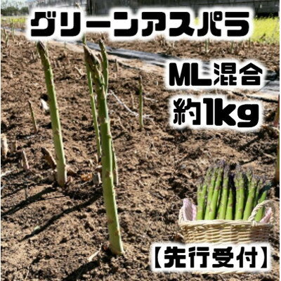 楽天ふるさと納税　【ふるさと納税】【先行予約】グリーンアスパラM・Lサイズ混合約1kg(500g×2袋)【配送不可地域：離島】【1491237】