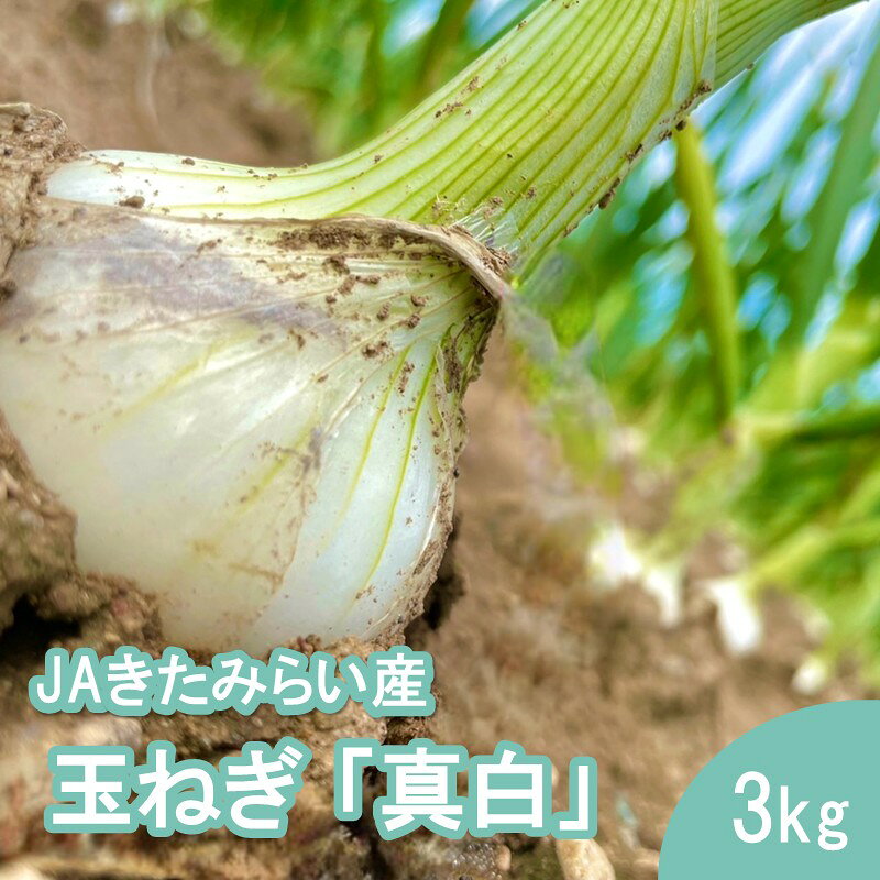 【ふるさと納税】【予約：2027年8月発送】JAきたみらい産 玉ねぎ 真白 3kg ( 玉葱 たまねぎ 野菜 ましろ ふるさと納税 玉ねぎ ふるさと納税 たまねぎ オニオン 玉葱 北海道 北見市 )