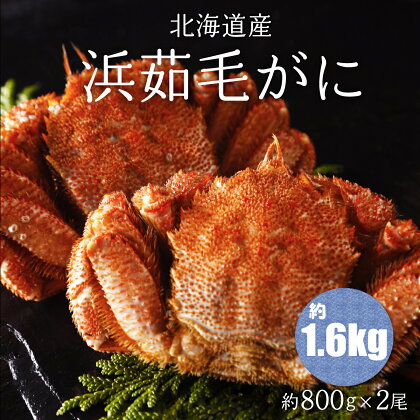 浜茹毛がに 約800g×2尾（北海道産） 【 ふるさと納税 人気 おすすめ ランキング 毛がに 毛ガニ カニ かに 極上 かに味噌 おいしい 北海道 網走市 送料無料 】 ABC003