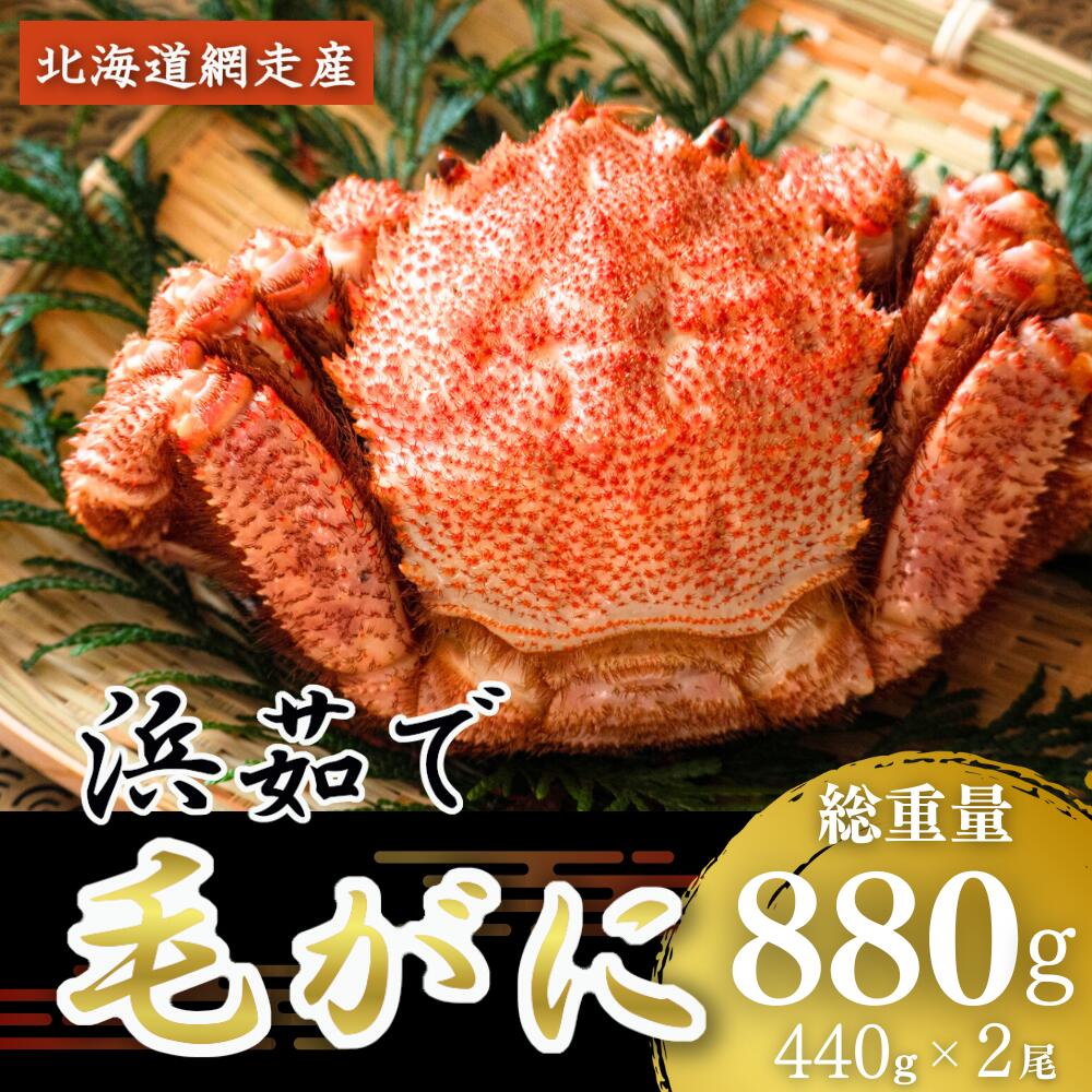 【ふるさと納税】＜網走産＞三特茹で毛がに 約440g×2尾 