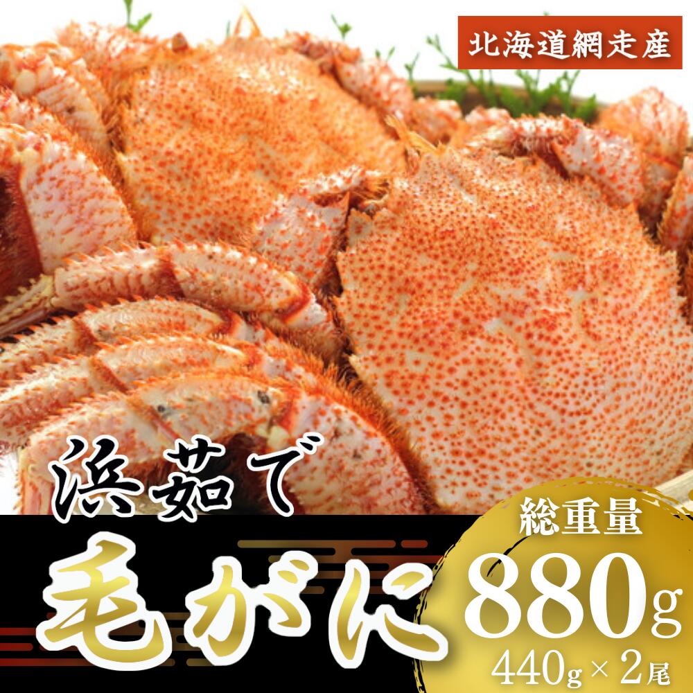 ＜網走産＞三特茹で毛がに 約440g×2尾 【 ふるさと納税 人気 おすすめ ランキング 毛がに 毛ガニ 茹で毛がに かに ガニ 蟹 毛蟹 浜茹で 網走産 濃厚 かに味噌 新鮮 魚介 ギフト 贈答 お中元 お歳暮 オホーツク 北海道 網走市 送料無料 】 ABW030