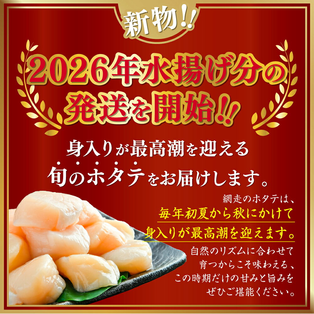 【ふるさと納税】ホタテ 訳あり 北海道 2026 新物 無添加 ほたて 貝柱 選べる 300g ~ 1.5kg 【 ふるさと納税 ホタテ 訳あり ほたて 訳あり ホタテ 北海道 大粒 帆立 貝柱 刺身 人気 不揃い 小分け 無添加 天然 網走市 送料無料 】