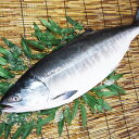 【ふるさと納税】 時知らず 鮭 約 3kg 北海道 サケ 希