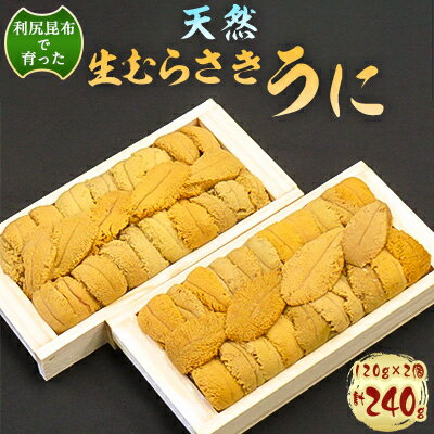 【ふるさと納税】利尻昆布を食べておいしく育った「生むらさきうに」240g【配送不可地域：離島・沖縄県】【1078677】