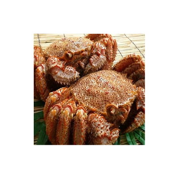 【ふるさと納税】【藤島】稚内産毛ガニ2尾(合計約800g〜約1kg)【25001】