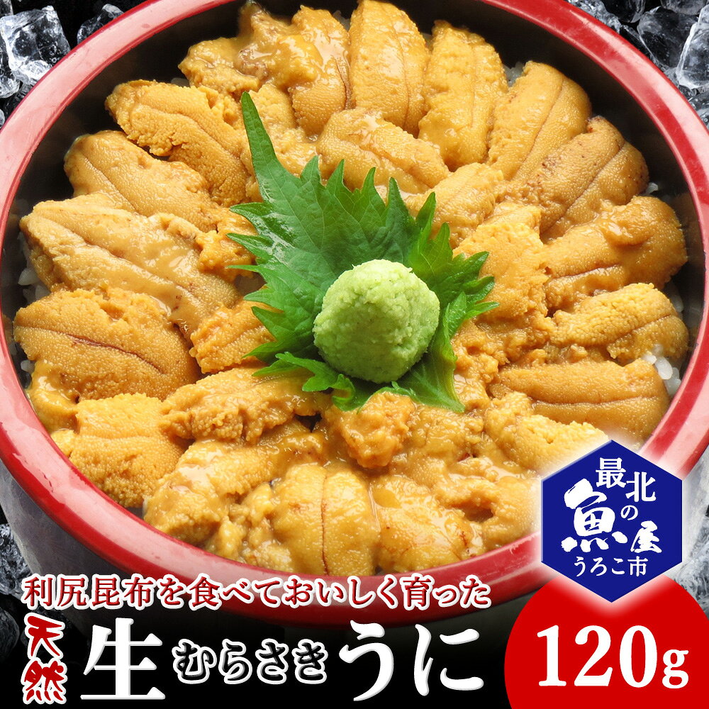 【ふるさと納税】【2026年発送】利尻昆布を食べておいしく育った「生むらさきうに」 120g 1折120gムラサキウニ 天然 うに むらさきうに 海鮮 海産物 北海道ふるさと納税 稚内 ふるさと納税 北海道 【配送不可地域：離島・沖縄県】
