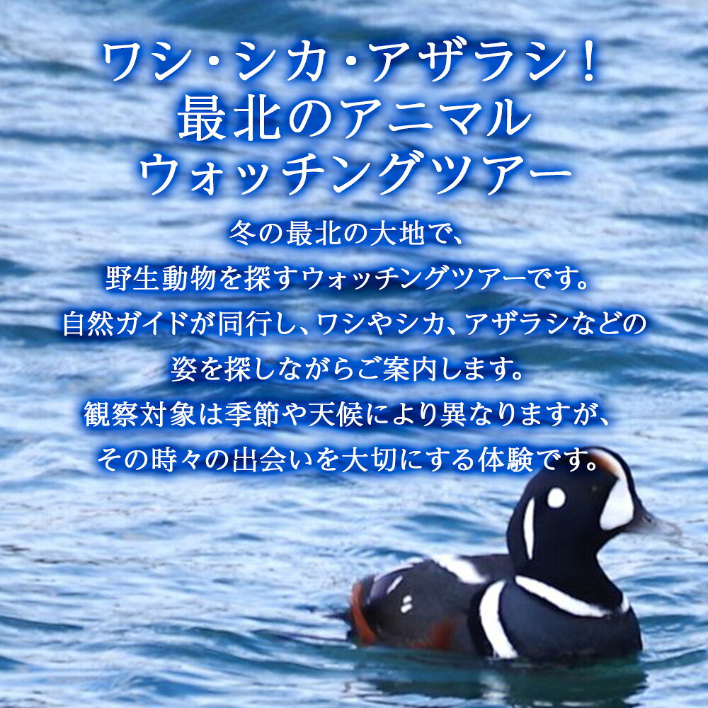 【ふるさと納税】ワシ、シカ、アザラシ！最北のアニマルウォッチングツアー1名様体験 ツアー アクティビティ 旅行 チケット 北海道ふるさと納税 稚内 ふるさと納税 北海道 f012149-wakkanai-10001295 北海道稚内市 サンプル画像3