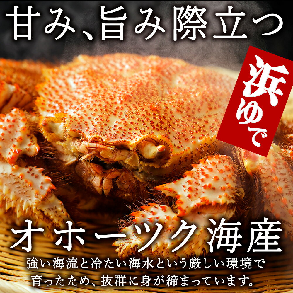 【ふるさと納税】北海道オホーツク海産 浜ゆで毛がに 約800g×1尾ボイル 毛がに 毛ガニ 毛蟹 ボイル 蟹 カニ 北海道ふるさと納税 稚内 ふるさと納税 北海道 【配送不可地域：離島】 f012149-wakkanai-10001333 北海道稚内市 サンプル画像2