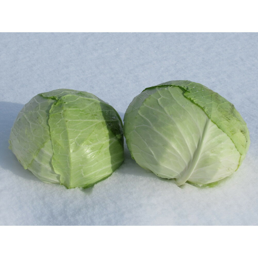 【ふるさと納税】【先行予約】【数量限定】北海道産雪の下キャベツ2玉