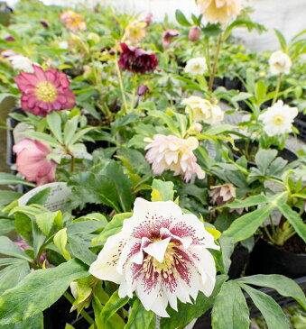 【ふるさと納税】 石黒花園直送 クリスマスローズ(ダブル大株1鉢)北海道生産量No.1 北海道 芦別市