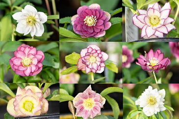 【ふるさと納税】 石黒花園直送 クリスマスローズ(ダブル大株1鉢)北海道生産量No.1 北海道 芦別市