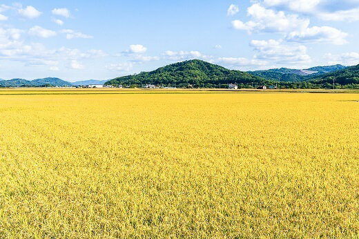 【ふるさと納税】 R4年産　早期受付「ゆめぴりか」「ななつぼし」10kg（各5kg)　北海道　芦別市