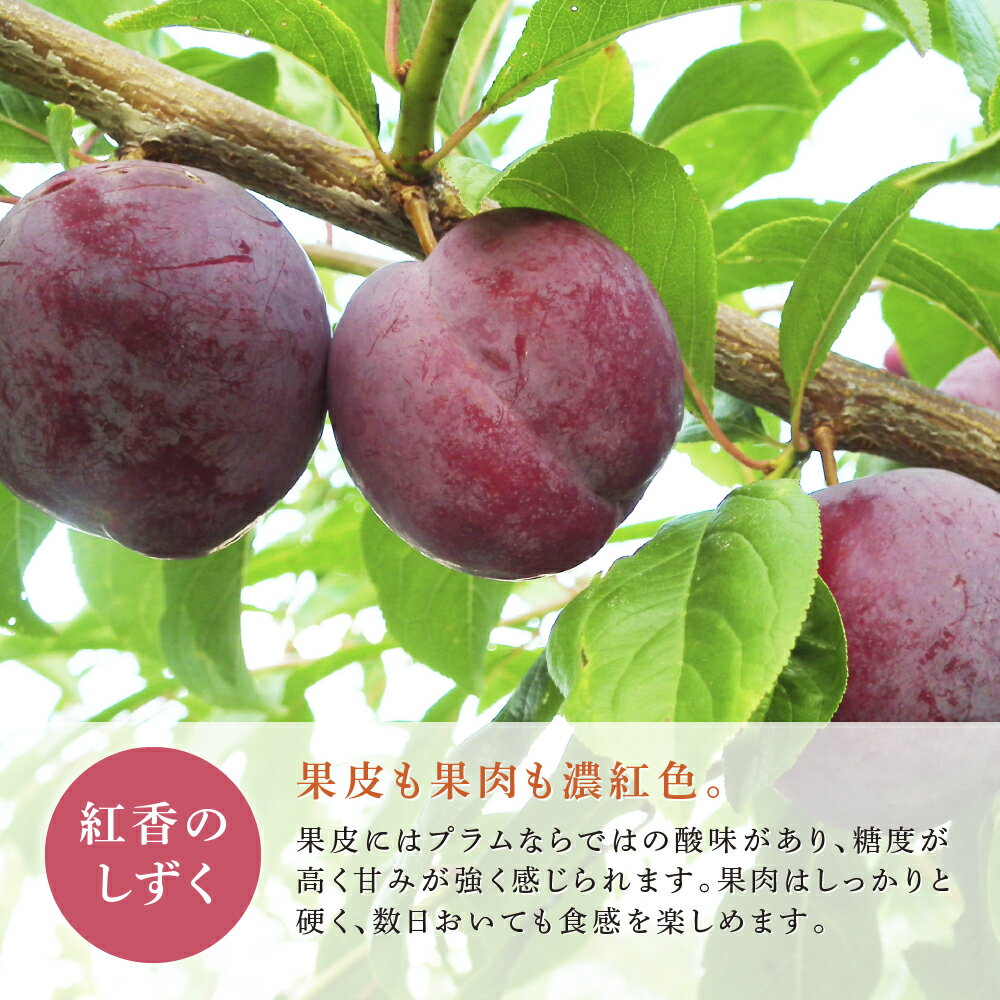 【ふるさと納税】プラム 先行受付 紅香のしずく 1kg 北海道産 すもも フルーツ 果物 旬のフルーツ 旬の果物 くだもの 北海道 芦別市　お届け：2025年9月中旬頃～