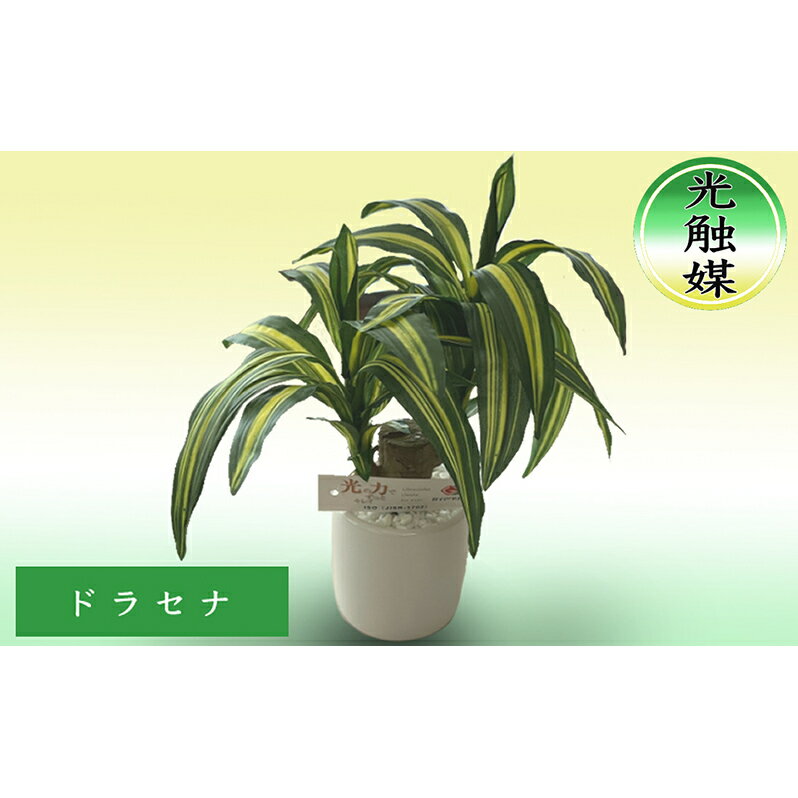 4位! 口コミ数「0件」評価「0」光触媒・造花 ドラセナ 約25cm 観葉植物 植物 北海道 芦別市 日本インソール工業　【 雑貨 日用品 消臭 抗菌 化学反応 浄化 カビ ･･･ 