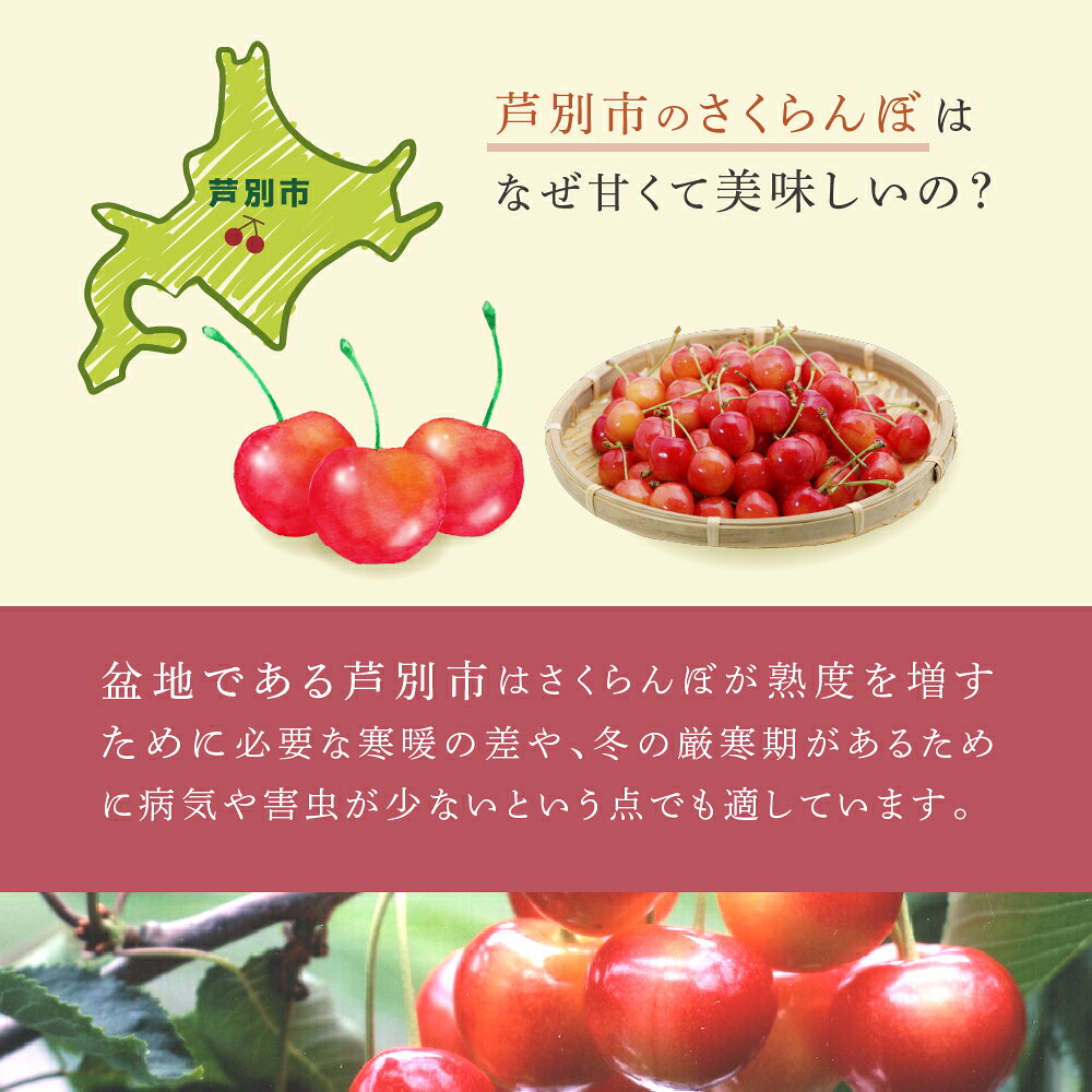 【ふるさと納税】【 先行受付 】さくらんぼ サミット 1kg 500g×2パック 農林水産大臣賞 受賞 サクランボ チェリー 果物 果物類 フルーツ デザート 大粒 肉質 希少 北海道 芦別市　お届け：2027年7月中旬～8月上旬頃 f012165-ashibetsu-10000647 北海道芦別市 サンプル画像3