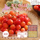 【ふるさと納税】さくらんぼ 先行受付 厳選 さくらんぼスペシャル 2色B 48粒 赤 黄 大橋さくらんぼ園 農林水産大臣賞 受賞 化粧箱入り ギフト お中元 贈...