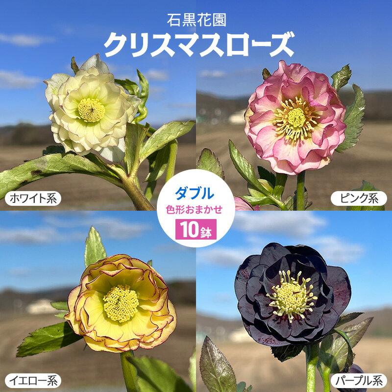 【ふるさと納税】【数量限定】北海道芦別市 石黒花園 クリスマスローズ ダブル 10鉢 色・形おまかせ　お届け：2025年4月上旬～2025年5月上旬のサムネイル
