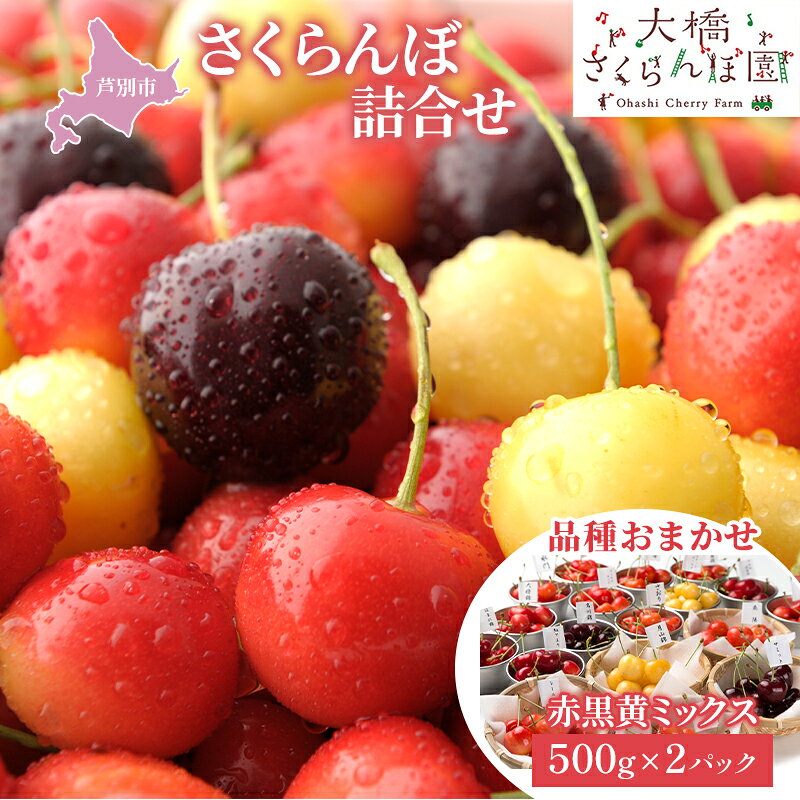 【ふるさと納税】さくらんぼ 500g ×2 パック 赤黒黄ミックス 大橋さくらんぼ園 サクランボ チェリー 果物 果物類 フルーツ デザート 完熟 新鮮 美味しい 人気 北海道 芦別市　お届け：2025年7月中旬～8月中旬頃まで