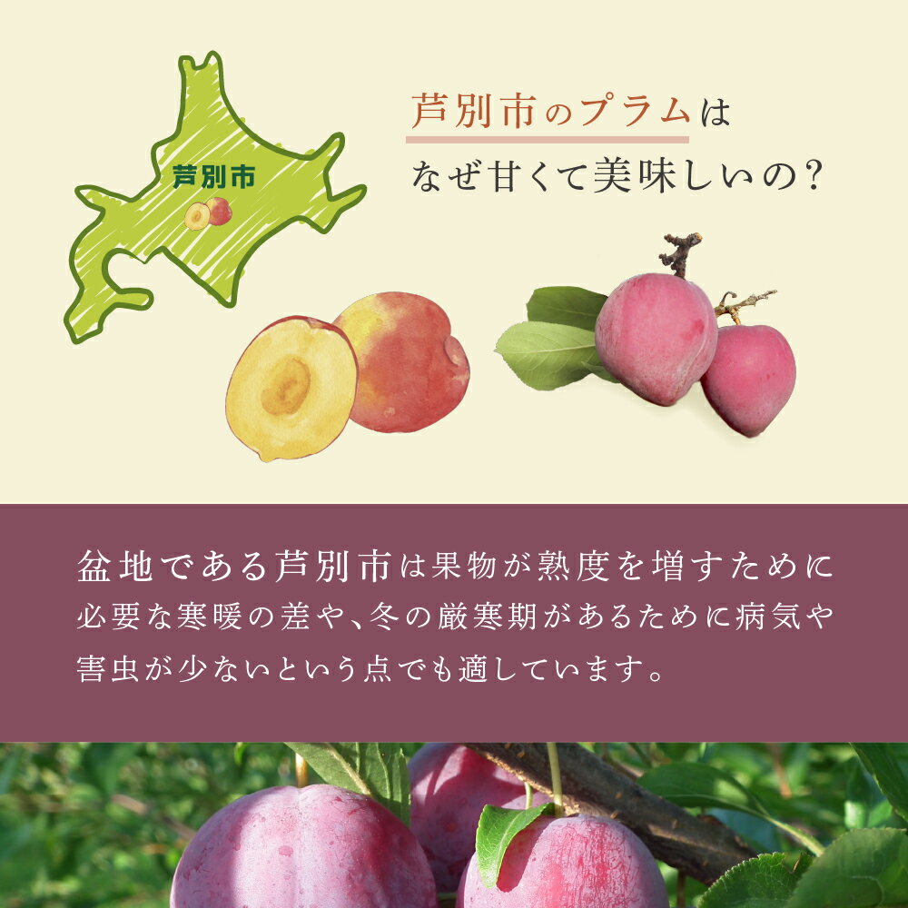【ふるさと納税】プラム 500g × 2パック 1kg 冷凍 果物 くだもの フルーツ 旬の果物 旬のフルーツ 大橋さくらんぼ園 果物類 フルーツ デザート 完熟 急速冷凍 新鮮 美味しい 人気 冷凍配送 北海道 芦別市 f012165-ashibetsu-10000951 北海道芦別市 サンプル画像3