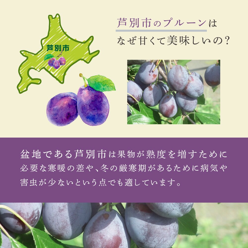 【ふるさと納税】【訳アリ】 冷凍 プルーン 500g 大橋さくらんぼ園 果物 果物類 フルーツ デザート 完熟 急速冷凍 新鮮 美味しい 人気 冷凍配送 北海道 芦別市 f012165-ashibetsu-10000957 北海道芦別市 サンプル画像3