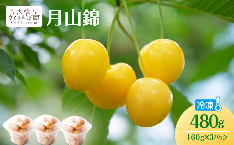 【ふるさと納税】冷凍さくらんぼ 月山錦 160g × 3パック 480g 黄色いさくらんぼ 希少種 さくらんぼの女王 急速冷凍 完熟 フルーツ 果物 デザート シャーベット 北海道 芦別市