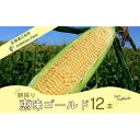 【ふるさと納税】【先行予約】北海道江別産Ambitious Farm とうもろこし 恵味ゴールド (12本)2025年8月より発送開始 | トウモロコシ とうも...