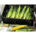 【ふるさと納税】朝採れスイートコーン10本(イエロー、Lサイズ以上) | 野菜 やさい 食品(4)