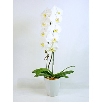 大輪白花系胡蝶蘭1本立て 【植物】 お届け:2020年5月上旬〜2020年11月上旬まで