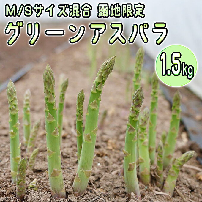 【ふるさと納税】アスパラ 北海道 約1.5kg！露地限定グリーンアスパラ（M・Sサイズ混合）［ほりぐち農..