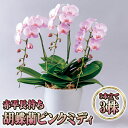 【ふるさと納税】赤平長持ち胡蝶蘭ピンクミディ3株3本立て 胡蝶蘭 花 ギフト プレゼント お祝い 贈り物 インテリア 植物 お届け:2025年5月上旬〜10月...
